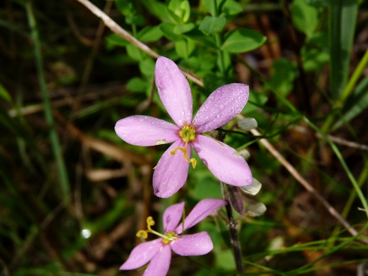 {Sabatia campanulata}